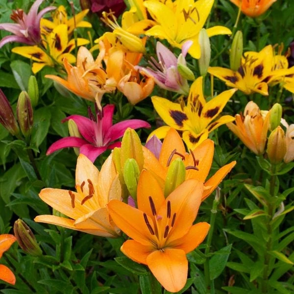 Lilium Naturalizing Mix 1 Lilium Naturalizing Mix