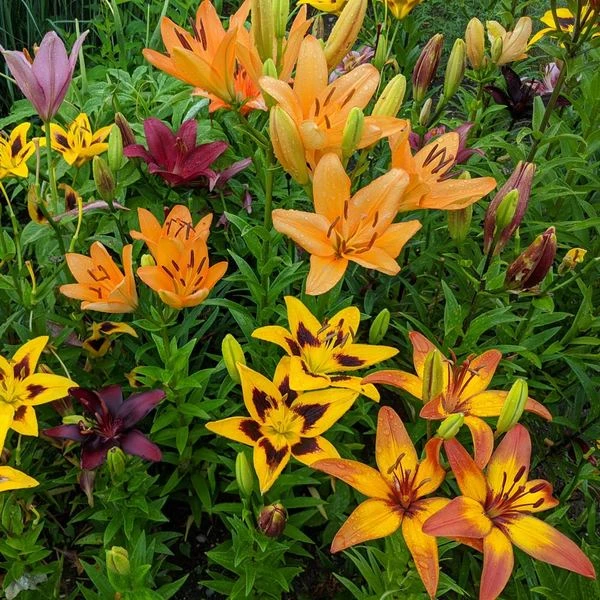 Lilium Naturalizing Mix 2 Lilium Naturalizing Mix - Image 2