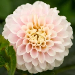 Dahlia 'Light Wizard' -Leaf Sprigs Sales Store x600 31808
