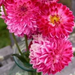 Dahlia 'Seniors Dream' 7 Dahlia 'Seniors Dream' -Leaf Sprigs Sales Store x600 31809