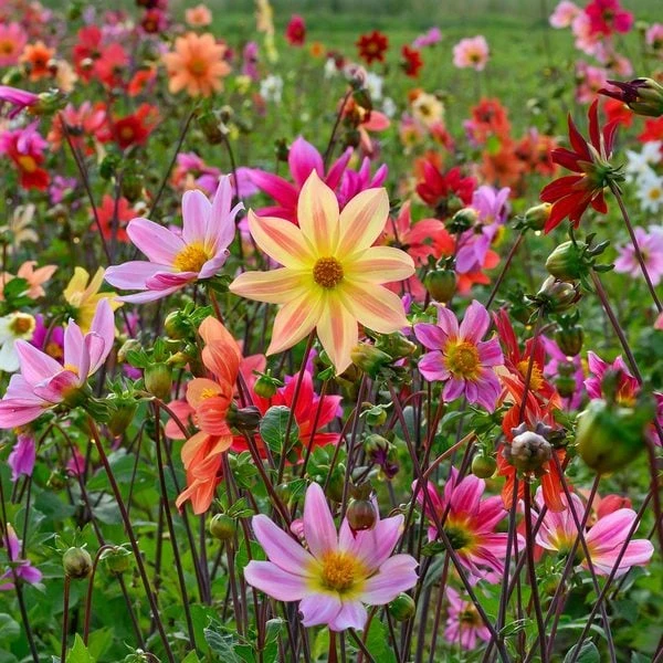 Bee Friendly Dahlia Mix 2 Bee Friendly Dahlia Mix - Image 2