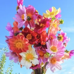 Bee Friendly Dahlia Mix 5 Bee Friendly Dahlia Mix -Leaf Sprigs Sales Store x600 32894