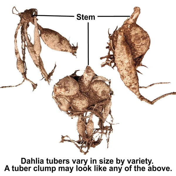 Dahlia 'Seniors Dream' 1 Dahlia 'Seniors Dream'