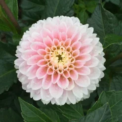 Dahlia 'Light Wizard' -Leaf Sprigs Sales Store x600 32982