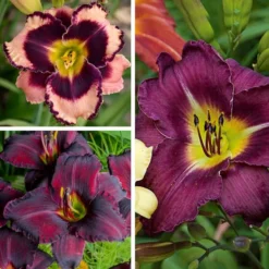 Sultry Eyes Hemerocallis Mix 10 Sultry Eyes Hemerocallis Mix -Leaf Sprigs Sales Store x600 33437