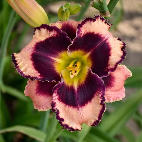 Sultry Eyes Hemerocallis Mix 5 Sultry Eyes Hemerocallis Mix - Image 5