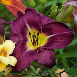Sultry Eyes Hemerocallis Mix 12 Sultry Eyes Hemerocallis Mix -Leaf Sprigs Sales Store x600 33439