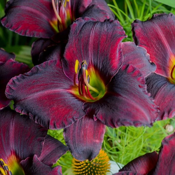 Sultry Eyes Hemerocallis Mix 7 Sultry Eyes Hemerocallis Mix - Image 7