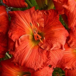 Sunset Glow Daylily Mix -Leaf Sprigs Sales Store x600 33442