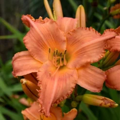 Sunset Glow Daylily Mix -Leaf Sprigs Sales Store x600 33443