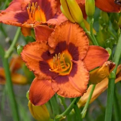 Sunset Glow Daylily Mix -Leaf Sprigs Sales Store x600 33445