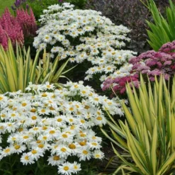 Leucanthemum X Superbum 'Whoops-a-Daisy' -Leaf Sprigs Sales Store x600 33674