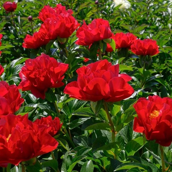 Peony 'Mackinac Grand' 2 Peony 'Mackinac Grand' - Image 2