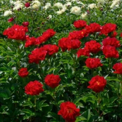 Peony 'Mackinac Grand' 6 Peony 'Mackinac Grand' -Leaf Sprigs Sales Store x600 33735