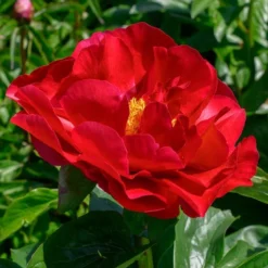 Peony 'Mackinac Grand' 7 Peony 'Mackinac Grand' -Leaf Sprigs Sales Store x600 33736