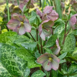 Helleborus Frostkiss® Penny's Pink -Leaf Sprigs Sales Store x600 33972