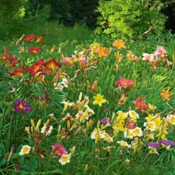 Collaboration For Sun For The North - Daffodils & Daylilies -Leaf Sprigs Sales Store x600 34076