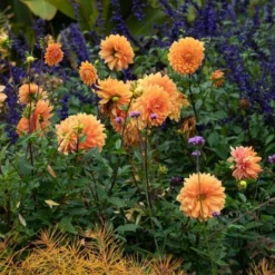 Dahlia 'Renato Tosio' -Leaf Sprigs Sales Store x600 34150