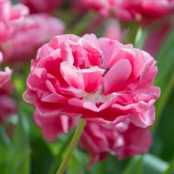 Tulip 'Wedding Gift'