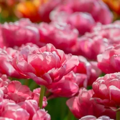 Tulip 'Wedding Gift' -Leaf Sprigs Sales Store x600 34157