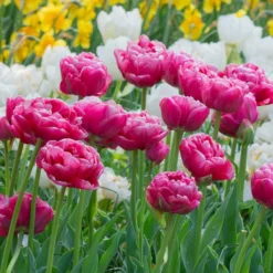 Tulip 'Wedding Gift' -Leaf Sprigs Sales Store x600 34158
