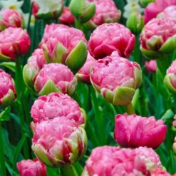 Tulip 'Wedding Gift' -Leaf Sprigs Sales Store x600 34159