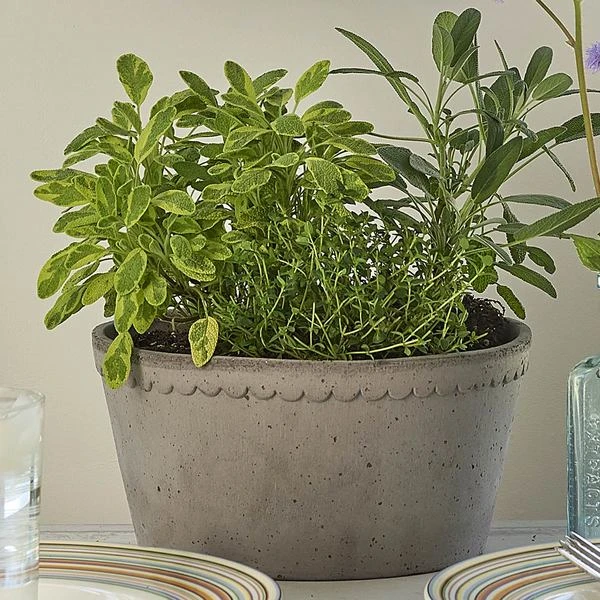 Gray Cottage Dish Planter And Saucer, 8½" Wide 1 Gray Cottage Dish Planter And Saucer, 8½" Wide