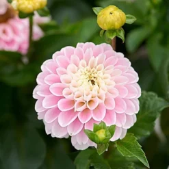 Having A Ball Dahlia Collection 10 Having A Ball Dahlia Collection -Leaf Sprigs Sales Store x600 34383