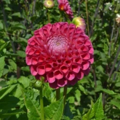 Having A Ball Dahlia Collection 11 Having A Ball Dahlia Collection -Leaf Sprigs Sales Store x600 34384