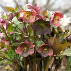 Helleborus Frostkiss® Penny's Pink -Leaf Sprigs Sales Store x600 34456