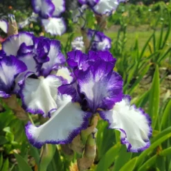 Iris Germanica 'Presby's Crown Jewel' - Reblooming