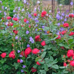 Rose Oso Easy® Double Red 9 Rose Oso Easy® Double Red -Leaf Sprigs Sales Store x600 34787