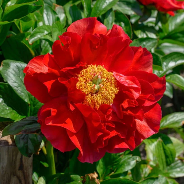 Peony 'Mackinac Grand' 1 Peony 'Mackinac Grand'