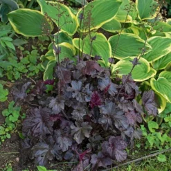 Heuchera 'Obsidian' 7 Heuchera 'Obsidian' -Leaf Sprigs Sales Store x600 34804
