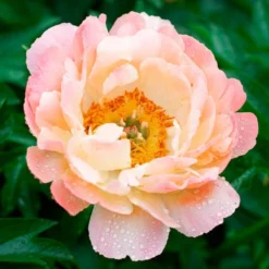 Peony 'Coral Charm' -Leaf Sprigs Sales Store x600 34835