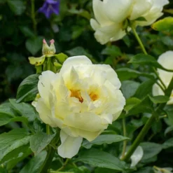 Peony 'Lemon Chiffon' -Leaf Sprigs Sales Store x600 34840