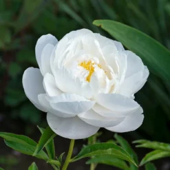 Peony 'Moonstone' -Leaf Sprigs Sales Store x600 34843