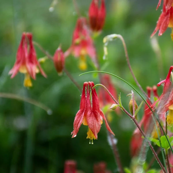 Aquilegia Canadensis 2 Aquilegia Canadensis - Image 2