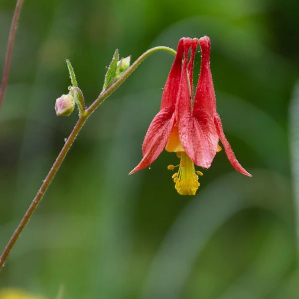 Aquilegia Canadensis 3 Aquilegia Canadensis - Image 3