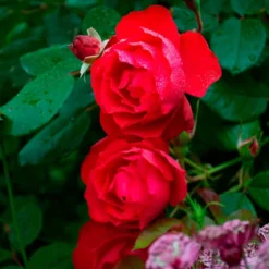 Rose Oso Easy® Double Red 10 Rose Oso Easy® Double Red -Leaf Sprigs Sales Store x600 34892
