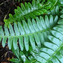 Polystichum Acrostichoides - Christmas Fern -Leaf Sprigs Sales Store x600 34921