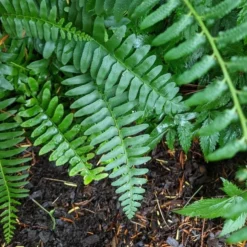 Polystichum Acrostichoides - Christmas Fern -Leaf Sprigs Sales Store x600 34923