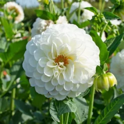Dahlia 'Boom Boom White'