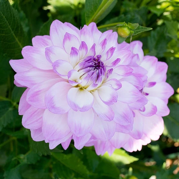 Dahlia 'Mikayla Miranda' 1 Dahlia 'Mikayla Miranda'