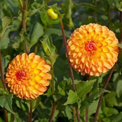 Dahlia 'Jowey Chantal' -Leaf Sprigs Sales Store x600 35176