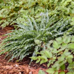 Hosta 'Silly String' 5 Hosta 'Silly String' -Leaf Sprigs Sales Store x600 35353