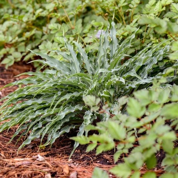 Hosta 'Silly String' 3 Hosta 'Silly String' - Image 3