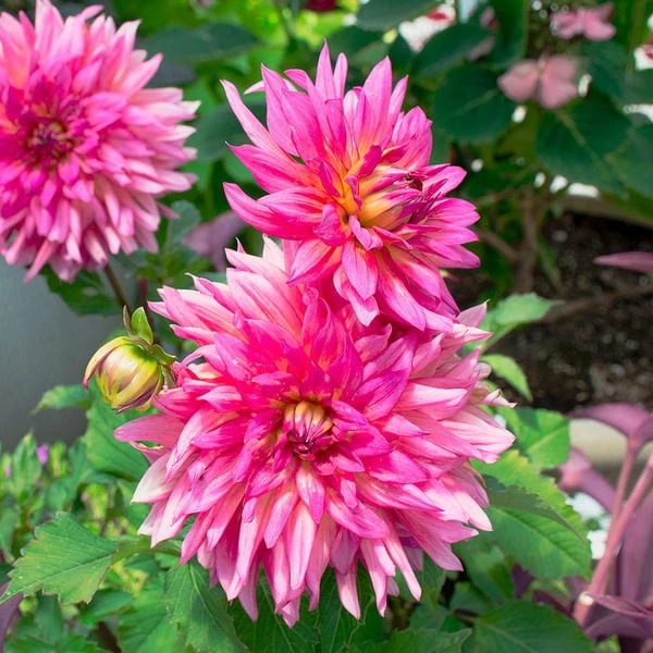 Dahlia 'XXL Ensenada' 2 Dahlia 'XXL Ensenada' - Image 2