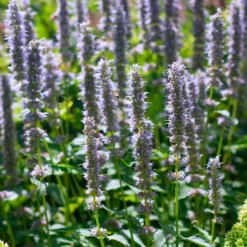 Agastache 'Blue Fortune' 10 Agastache 'Blue Fortune' -Leaf Sprigs Sales Store x600 35564