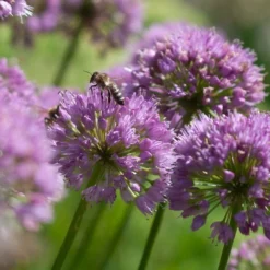 Allium 'Millenium' 9 Allium 'Millenium' -Leaf Sprigs Sales Store x600 35871